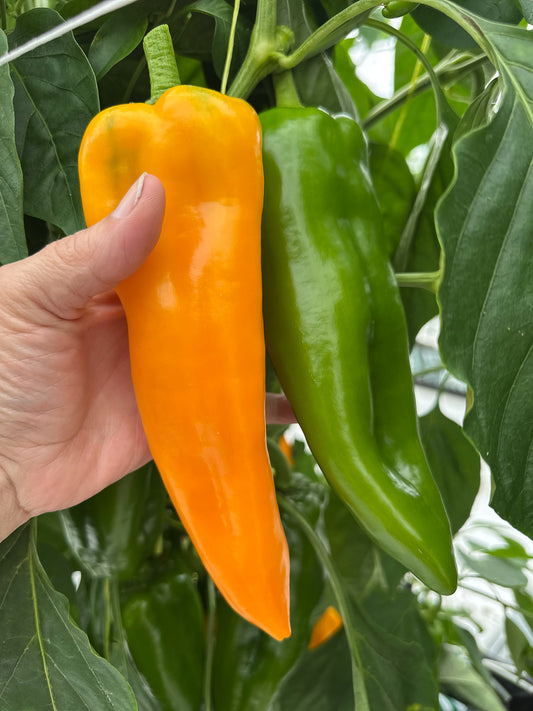 Fresh Sweet Long Capsicum -  Box of 6
