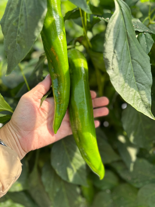 Wicked Hots Chillies Anaheim Green Greenhouse two on vine